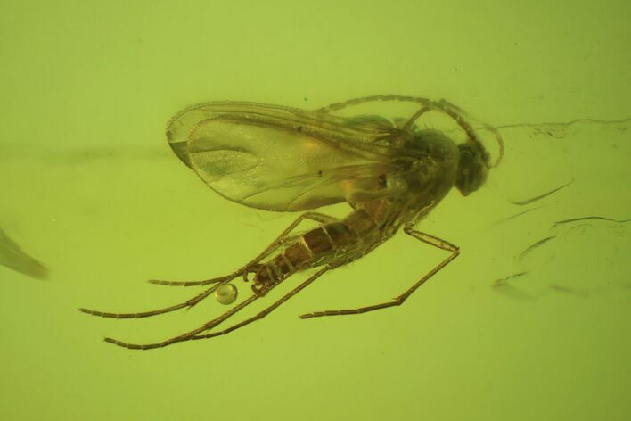 Detailed Fossil Fly (Sciaridae) In Baltic Amber #50574
